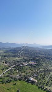 Arsa-Zeytinlik
