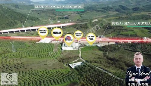 Arsa-Zeytinlik