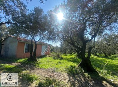 Arsa-Zeytinlik