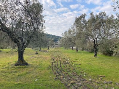 Arsa-Zeytinlik
