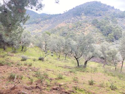 Arsa-Zeytinlik