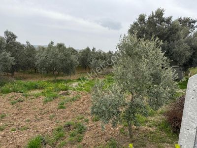 Arsa-Zeytinlik