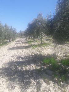 Arsa-Zeytinlik