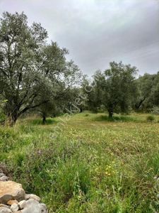 Arsa-Tarla