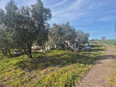 Arsa-Tarla