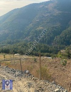 Arsa-Zeytinlik