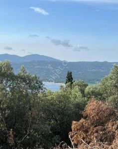 Arsa-Zeytinlik