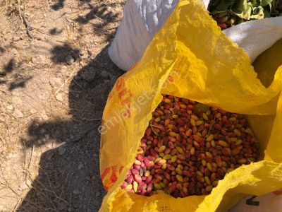 Arsa-Bağ & Bahçe