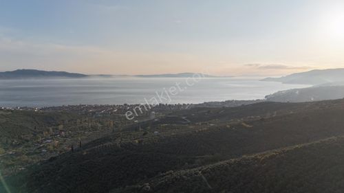 Arsa-Zeytinlik