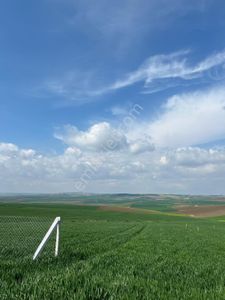 Arsa-Tarla