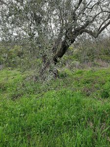 Arsa-Zeytinlik