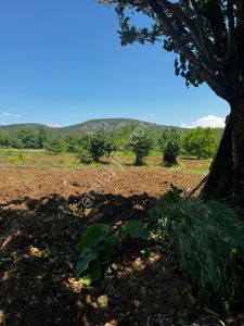 Arsa-Tarla