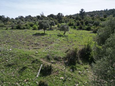 Arsa-Tarla