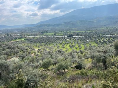Ege'nin Bereketiyle Buluşun: 150 Ağaçlı Zeytinlik