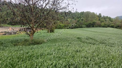 Arsa-Tarla