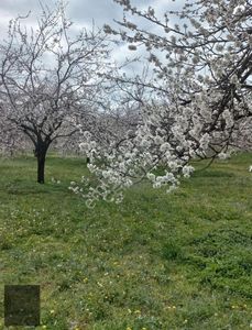 Arsa-Bağ & Bahçe