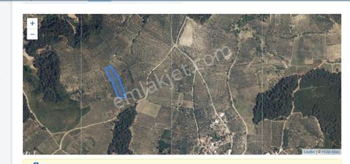 Arsa-Zeytinlik