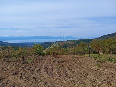 Arsa-Tarla