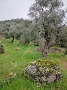 Arsa-Tarla