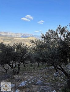 Arsa-Tarla