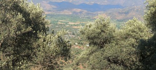 Arsa-Zeytinlik