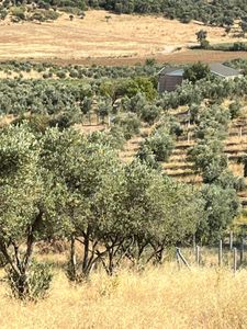 Arsa-Zeytinlik