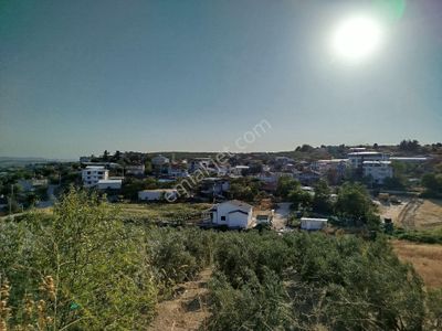 Arsa-Zeytinlik