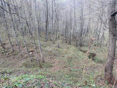 Arsa-Arazi