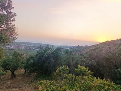 Arsa-Zeytinlik