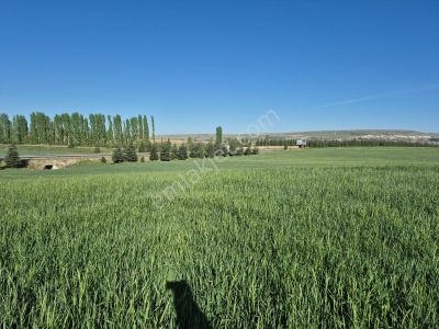 Arsa-Tarla