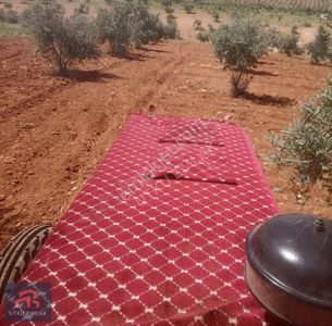Arsa-Bağ & Bahçe