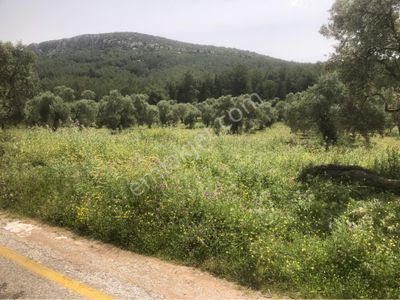Arsa-Tarla