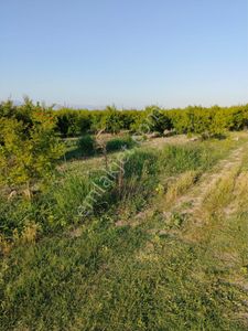 Arsa-Tarla