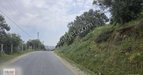 Arsa-Zeytinlik