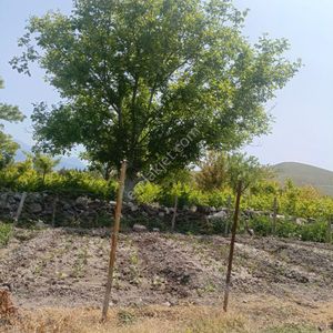 Arsa-Tarla