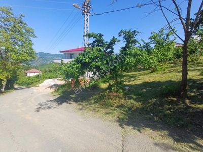 Arsa-Tarla