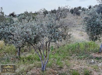 Arsa-Tarla