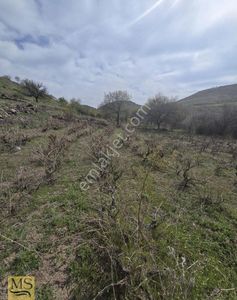 Arsa-Bağ & Bahçe