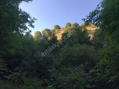 Arsa-Tarla