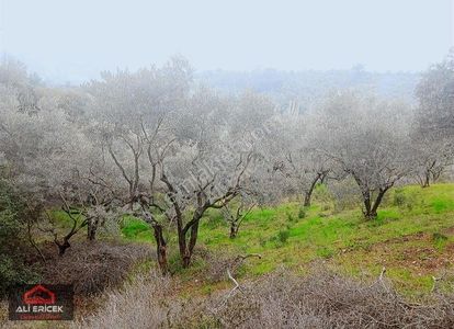 Arsa-Zeytinlik