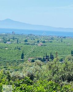Arsa-Zeytinlik