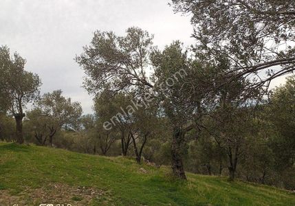 Arsa-Zeytinlik