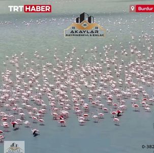 Arsa-Bağ & Bahçe