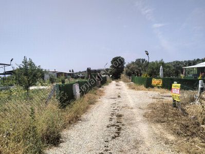 Arsa-Zeytinlik