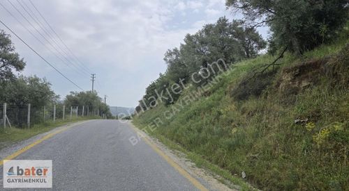 Arsa-Zeytinlik