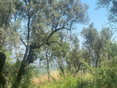 Arsa-Konut İmarlı