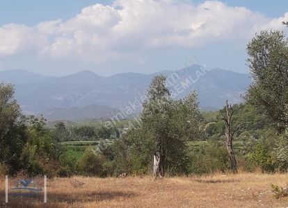 Arsa-Tarla