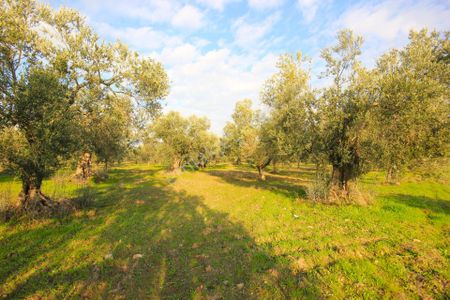 Arsa-Zeytinlik