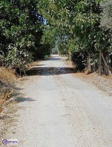 Arsa-Zeytinlik