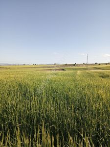 Arsa-Tarla